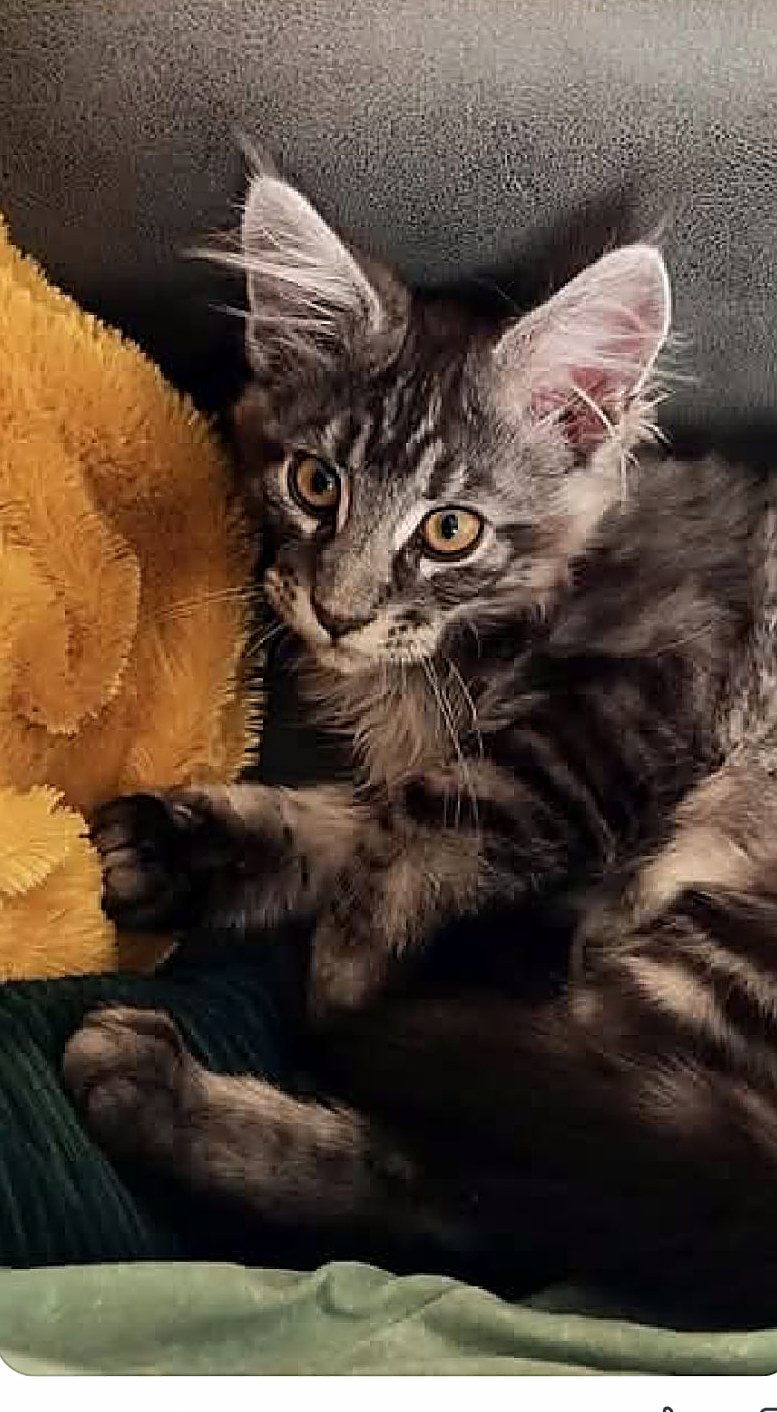 Big Ed Sheeran, a Crowned Coons Maine Coon