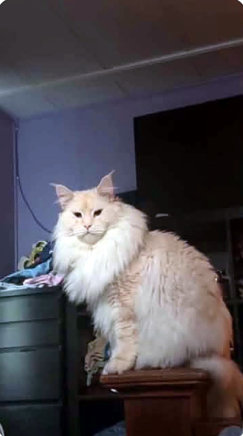 Draco, a Crowned Coons Maine Coon