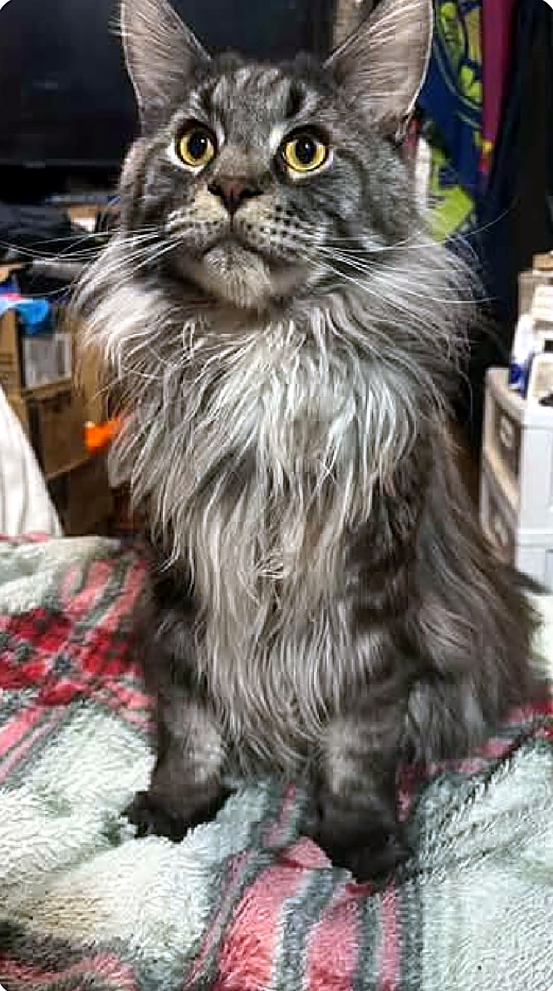 Severus Maximus, a Crowned Coons Maine Coon