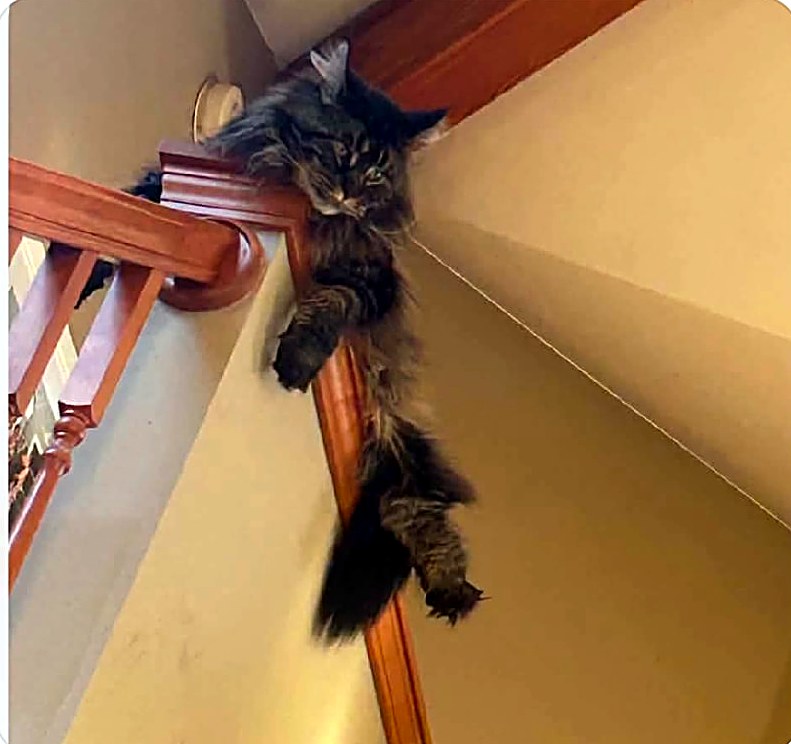 Sissy, a Crowned Coons Maine Coon
