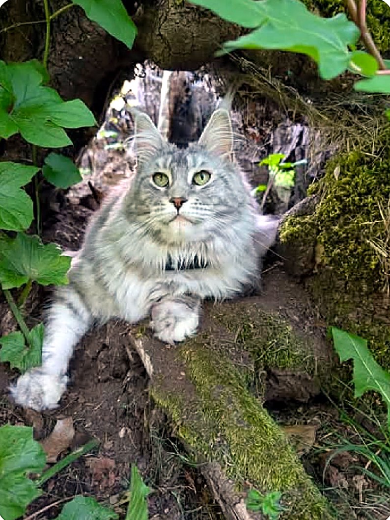 Miss Arya (aka Penny), a Crowned Coons Maine Coon