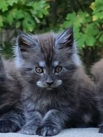 Dobby, a black smoke polydactyl Maine Coon kitten