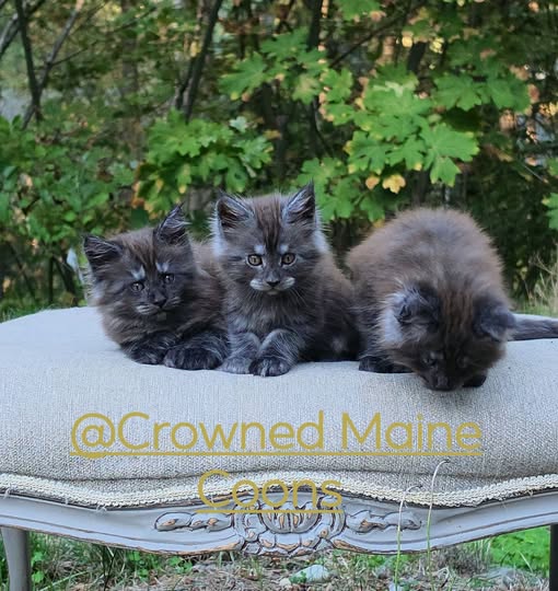 Maine Coon kittens for Everett, WA families