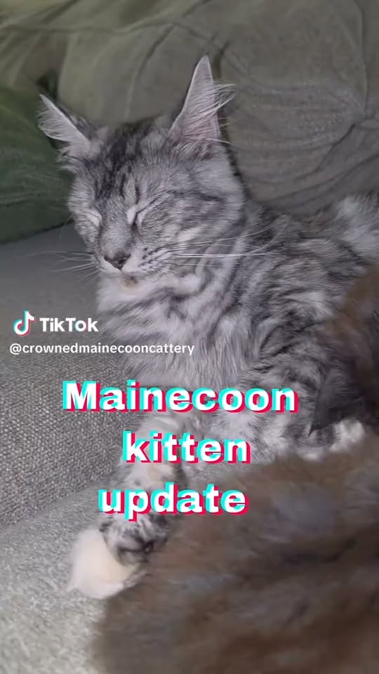 Silver Maine Coon kitten resting