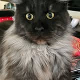 Kitten cuddles at Crowned Maine Coons