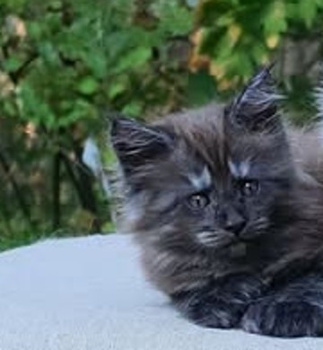 Gandalf, a black smoke polydactyl Maine Coon kitten