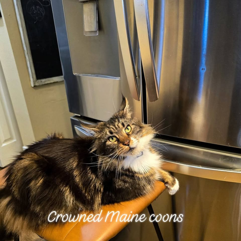 Brown tabby Maine Coon on a chair