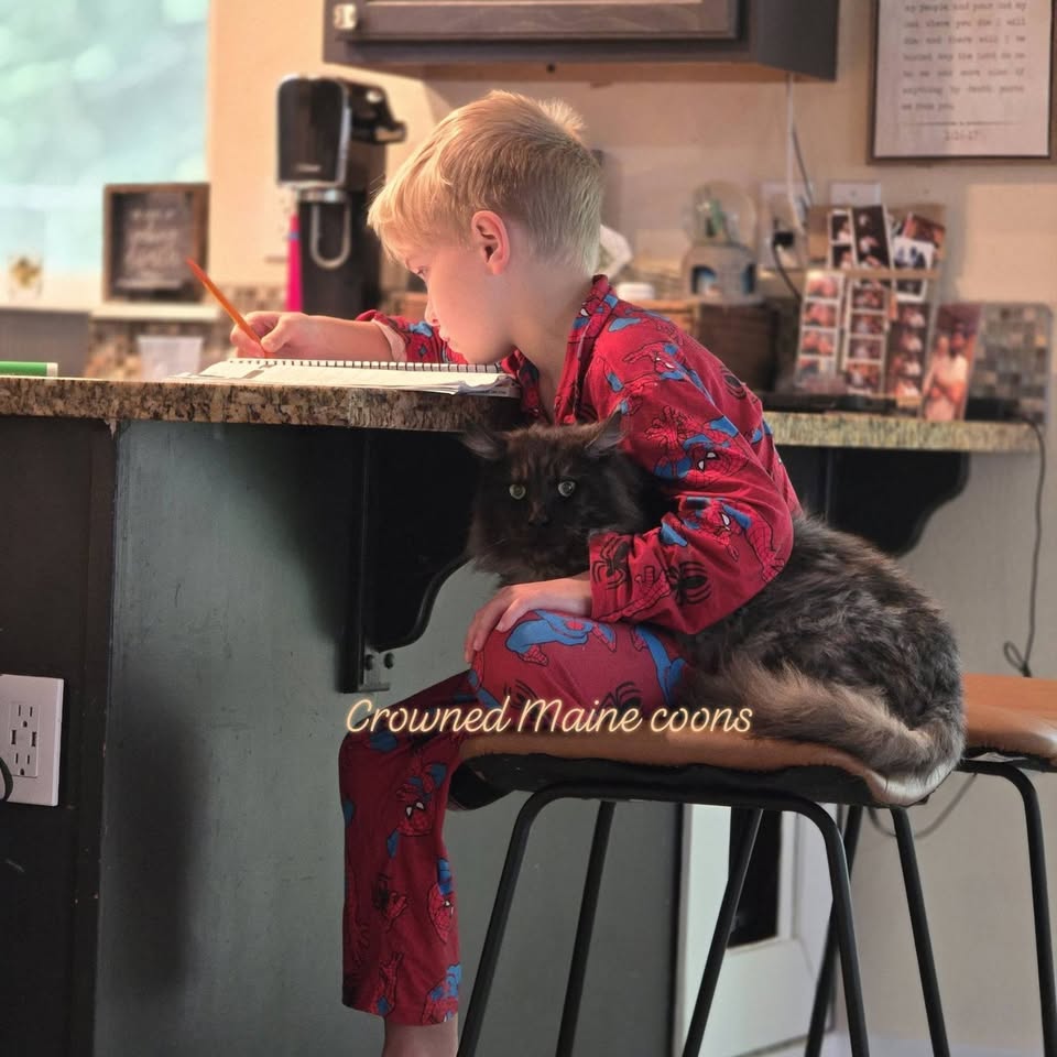 Maine Coon sitting with a child at the counter