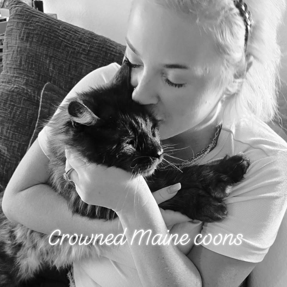 Smoke Maine Coon getting a kiss