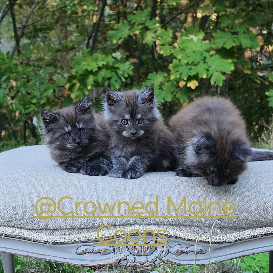 Smoke Maine Coon kittens together on a bench