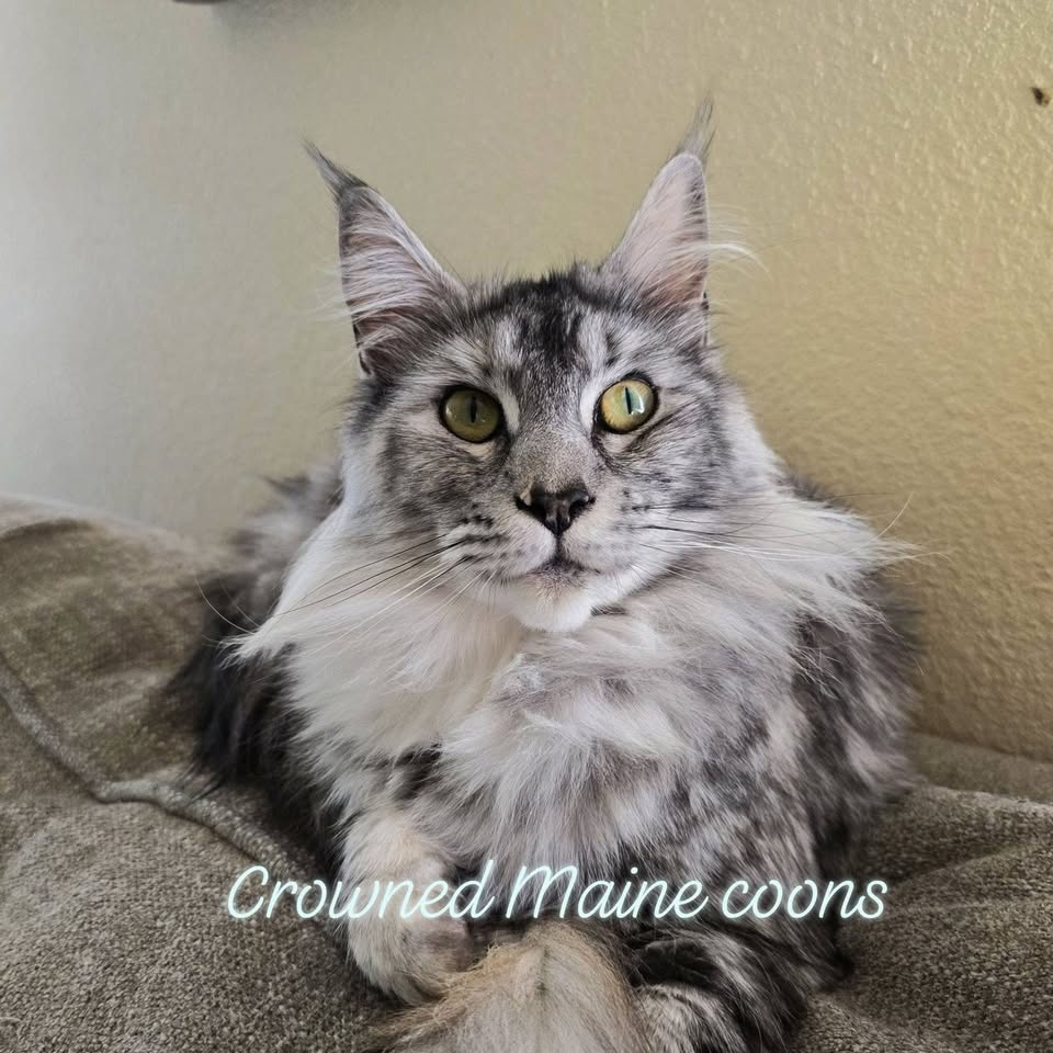 Silver tabby Maine Coon with green eyes