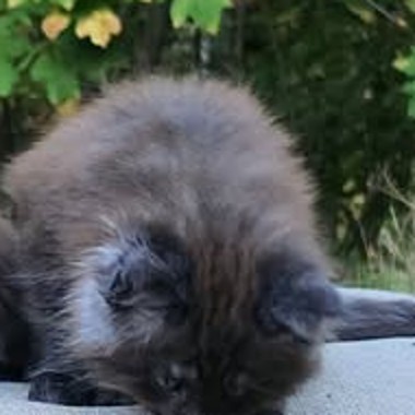 Zelda, a silver tabby Maine Coon kitten